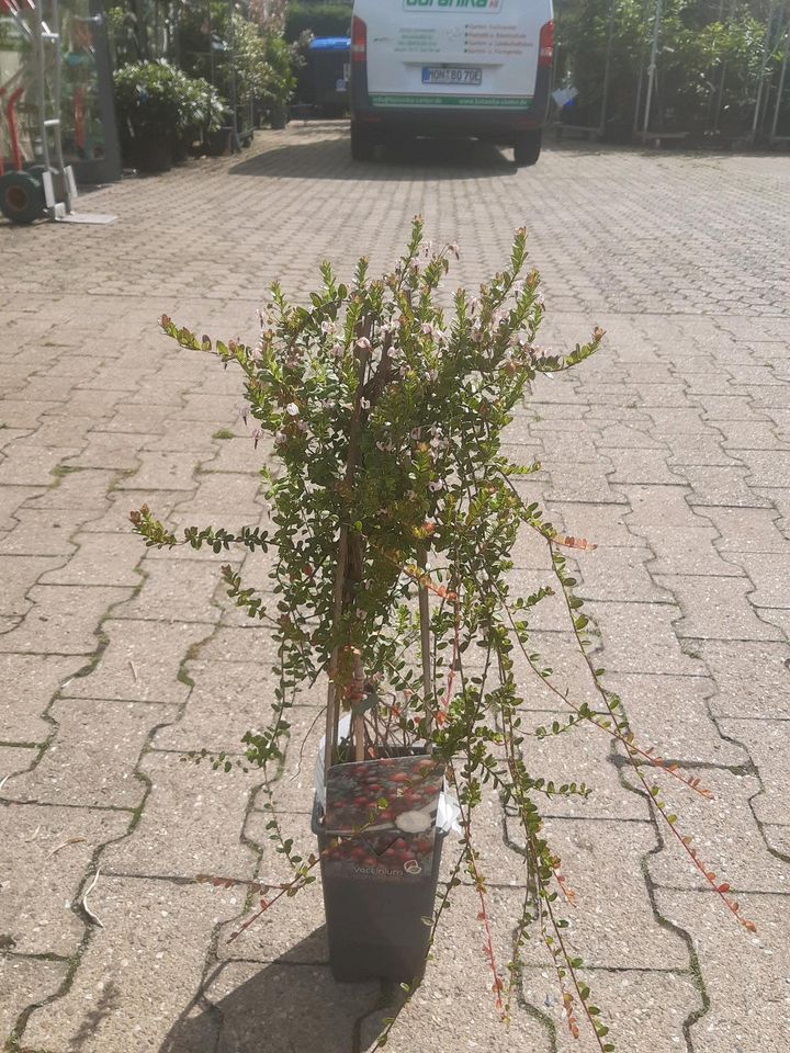 Vaccinium macrocarpon Early Black Großfruchtige Moosbeere Cranber in Simmerath