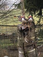 Mandarinenten Bayern - Neureichenau Vorschau