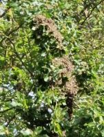 Bienenschwarm retten, einsammeln ,fangen Schleswig-Holstein - Hollingstedt Vorschau
