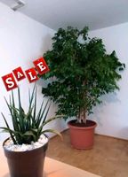 FICUS BENJAMINI Große Pflanze mit topf - 2m - Begrenztes Angebot Frankfurt am Main - Bonames Vorschau