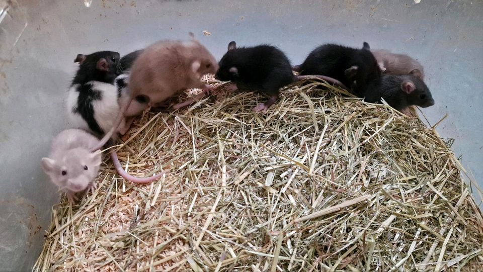Ratten  zur Abgabe in Porta Westfalica