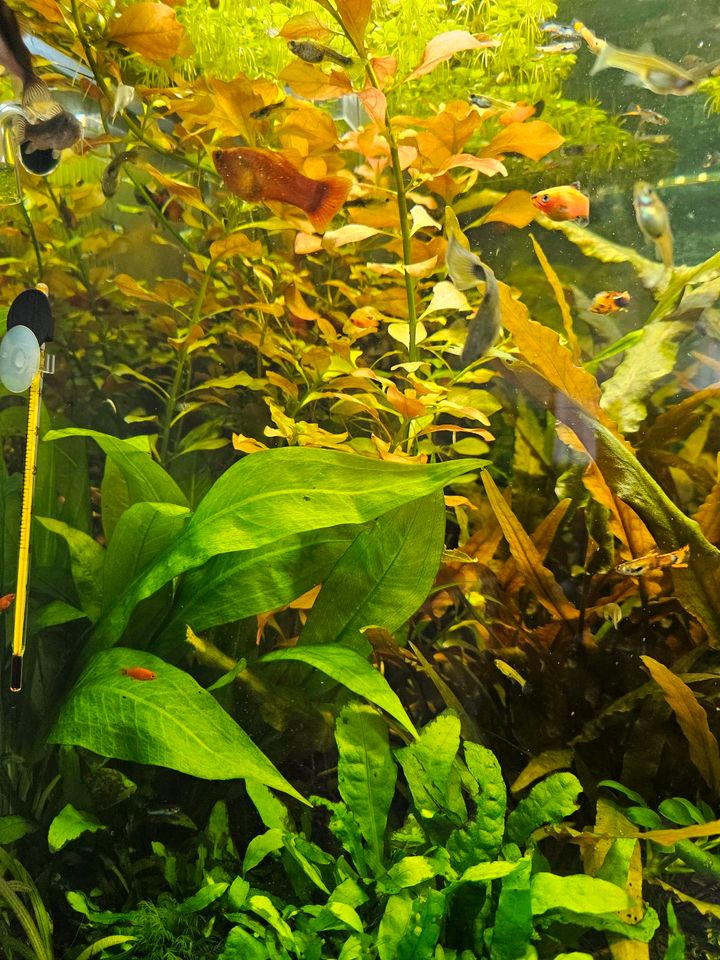Aquarium Pflanzen in Dortmund
