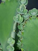 Kalanchoe Crassula Sukkulent Sukkulenten Blattbrüter Bryophyllum Niedersachsen - Gronau (Leine) Vorschau