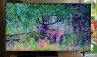 8K Samsung Fernseher 65 Zoll mit Garantie Bayern - Ergoldsbach Vorschau