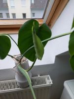 Monstera Ableger Baden-Württemberg - Emmendingen Vorschau