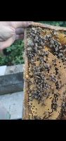 Zadant Ableger Kö 2024 Bienen dadant Köln - Humboldt-Gremberg Vorschau