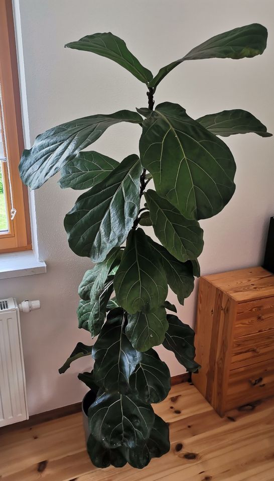 Ficus Lyrata (Geigenfeige), Höhe ca. 175 cm in Chemnitz