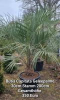 Butia capitata Geleepalme Brandenburg - Bernau Vorschau