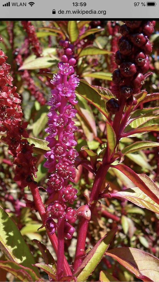 Kermesbeeren asiatisch  ab 1m hoch 7€ in Berlin