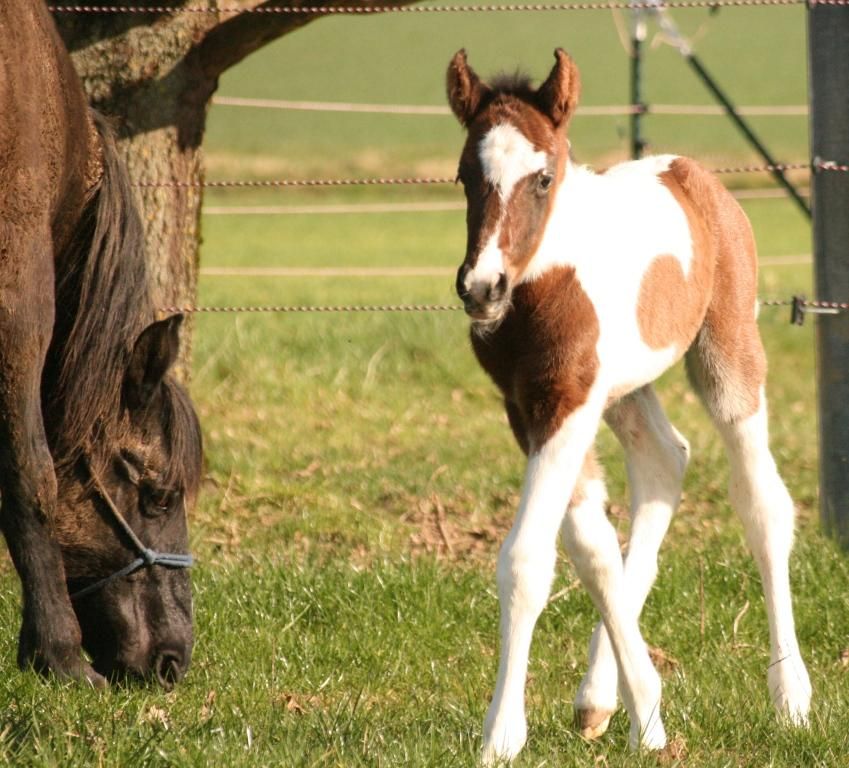 Mustang Hengst bay tobiano Dreifarbig in Maxsain