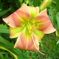 Hemerocallis Taglilie  " CAT DANCER " grünes Auge 1 Fächer Köln - Merkenich Vorschau