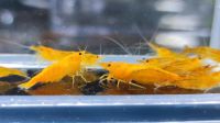 Orange Sunkist Neocaridina Garnelen 10 Garnelen 15 € Nordrhein-Westfalen - Drensteinfurt Vorschau