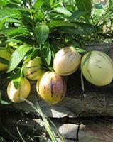 Melonenbirne  Pepino Obst Strauch bio essbar Kübelpflanze Sachsen-Anhalt - Halle Vorschau