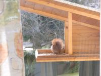 Vogelhaus für den Garten Sachsen - Chemnitz Vorschau