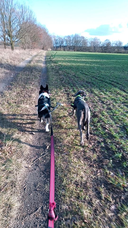 Musher Zuggeschirr M V Back verstellbar Canicross in Jüterbog