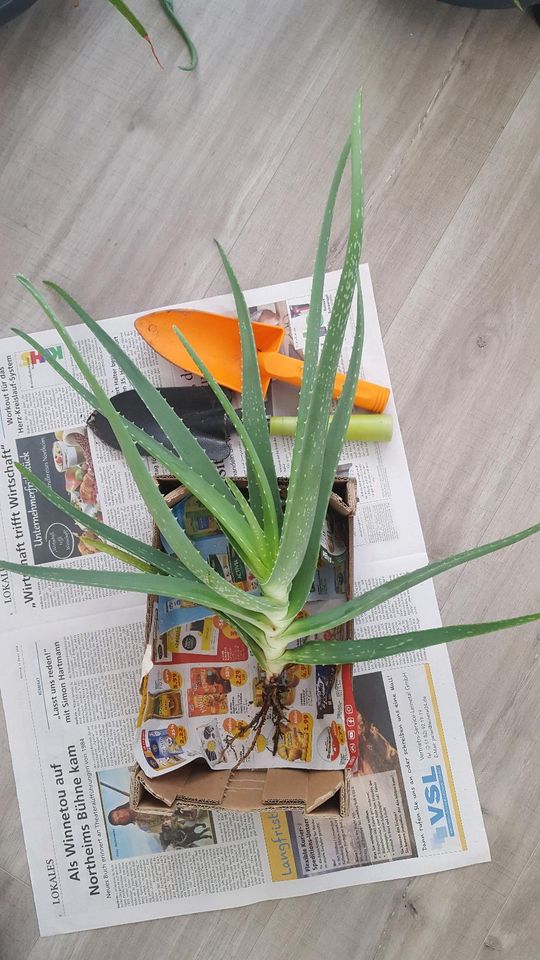 Echte Aloe Vera Barbadensis Miller Heilpflanze - Ableger in Northeim