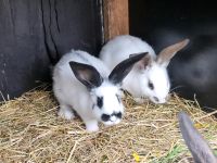 Deutsche Riesen Weibchen Kaninchen Niedersachsen - Edewecht Vorschau