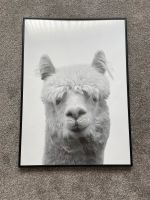 Lama B&W Poster/Wandbild Niedersachsen - Schwaförden Vorschau