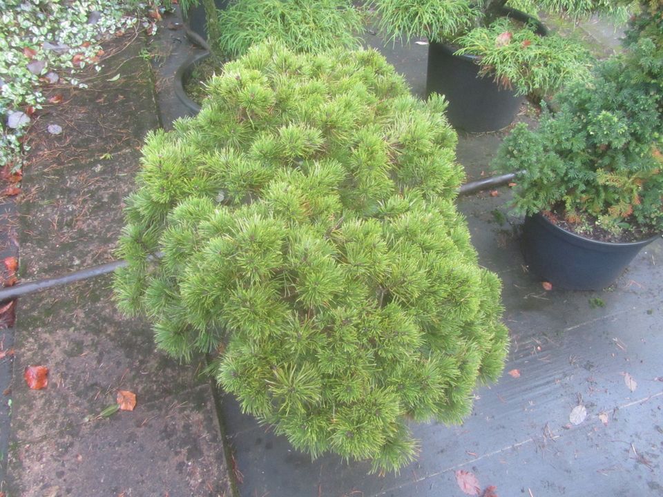 Pinus uncinata 'Grüne Welle, Bonsai Rohware, 70-85 cm, 7-7,5cm Ø in Soltau