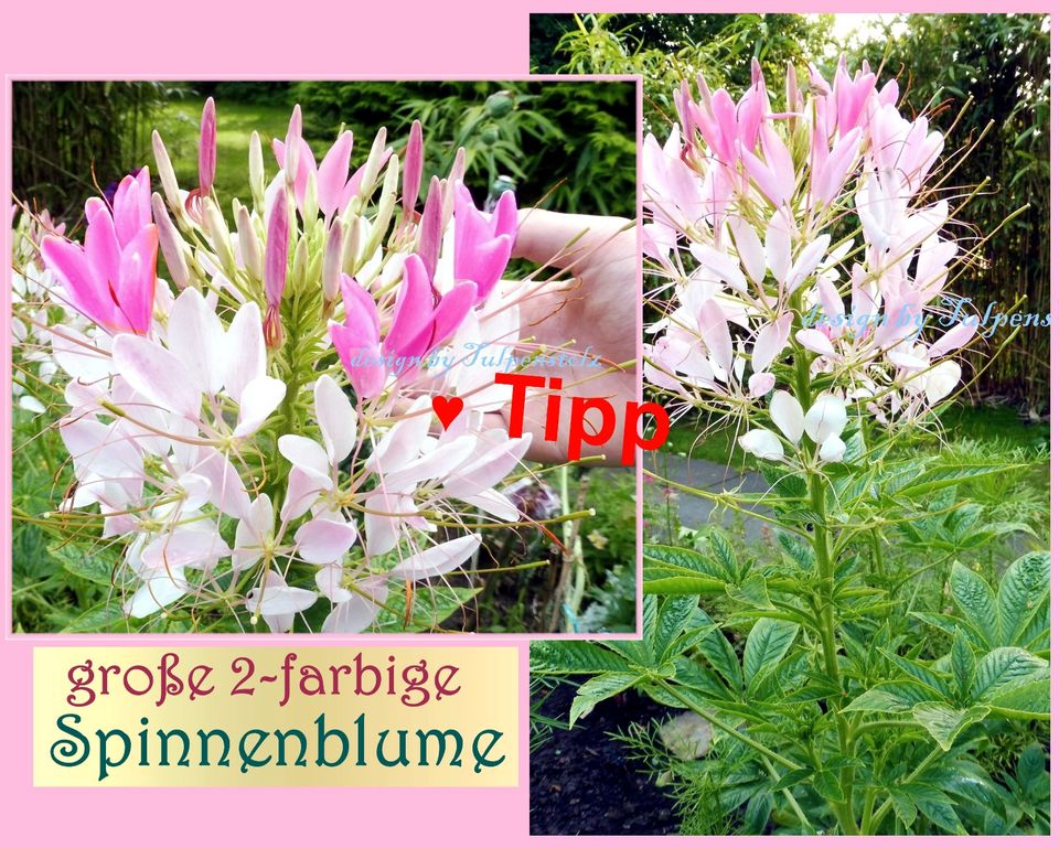 ♥Riesen Mohn,Weiß gefüllt,Samen,Rarität Bienen Garten Tulpenstolz in Hamburg