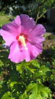 Gartenhibiskus rosa Blüte mehrjährig winterhart Strauch Hessen - Babenhausen Vorschau