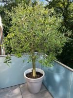 Olivenbaum 200cm nur Abholung Nordrhein-Westfalen - Dinslaken Vorschau