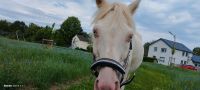 Suche Pflegebeteiligung für Pony Nordrhein-Westfalen - Anröchte Vorschau
