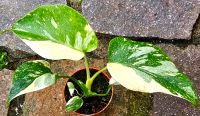 Monstera Thai Constellation High Quality - M100 Hessen - Obertshausen Vorschau