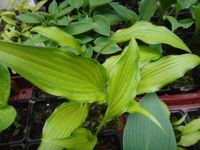 Hosta Funkie Spritzer gelbgrünes schmales Blatt sehr dekorativ Niedersachsen - Bad Pyrmont Vorschau