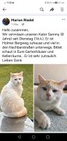 Weißer Kater vermisst in 25488 Holm Kreis Pinneberg - Holm Vorschau