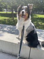 Reinrassiger Australian Shepherd sucht ein neues Zuhause Berlin - Mitte Vorschau