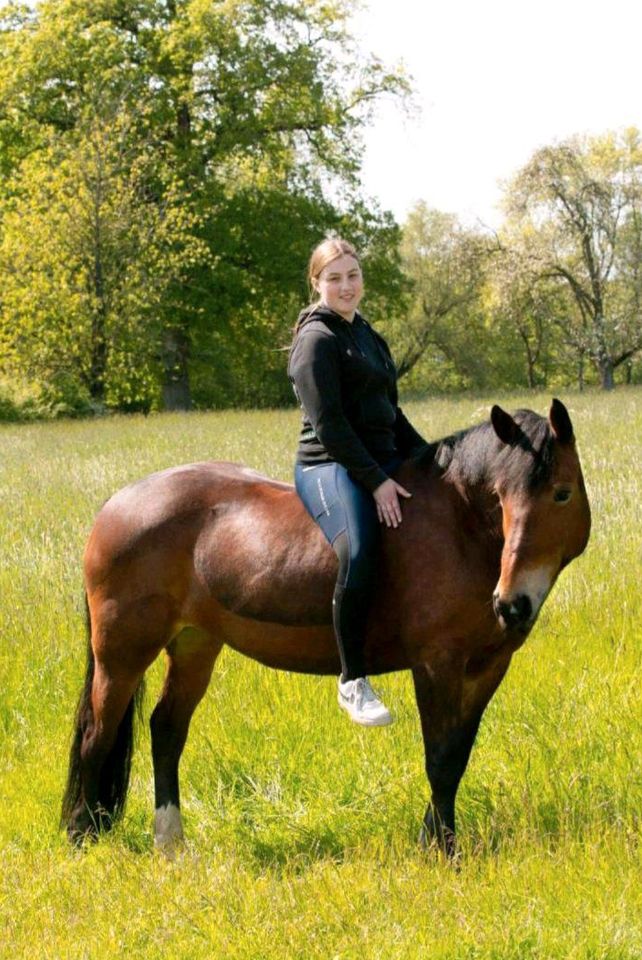 Reitbeteiligung gesucht (Pferd sucht Reiter) in Billerbeck