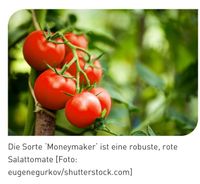 Tomatenpflanze MoneyMaker Sachsen - Radebeul Vorschau