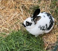 Kaninchen Pflegeleicht! Niedersachsen - Bleckede Vorschau