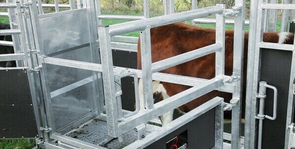 Tamar Squeeze Behandlungsstand Klauenstand Fangstand in Meggerdorf