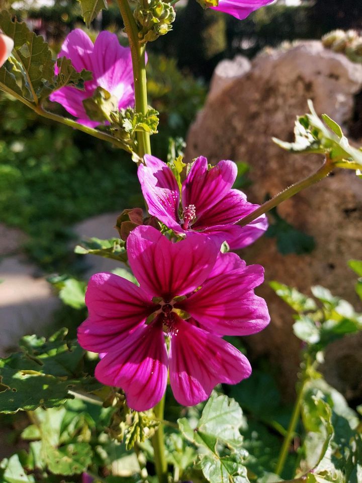 Malven Jungpflanzen pink in Neresheim