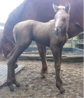 Missouri Foxtrotter Stutfohlen Gangpferd Rheinland-Pfalz - Winterwerb Vorschau