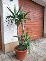 Yucca Palme Bayern - Heiligenstadt Vorschau