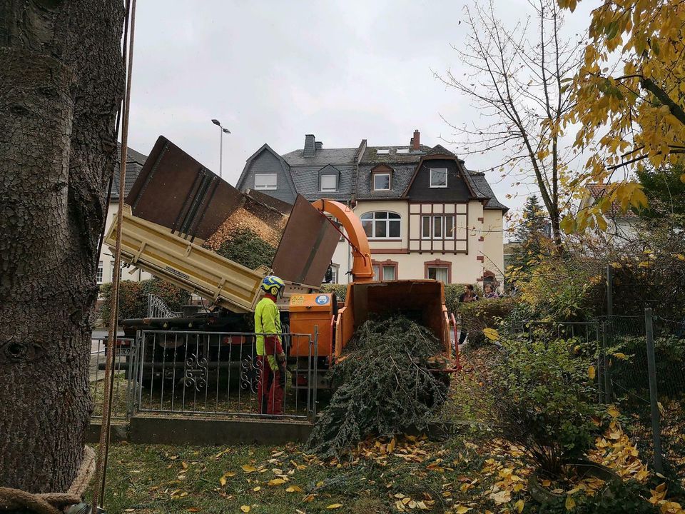 Baumfällung, Wurzelstock fräsen, Flächenrodung in Oberursel (Taunus)