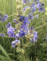 Jakobsleiter Polemonium caeruleum Staude blau BauernGarten  ab 4€ Brandenburg - Teltow Vorschau