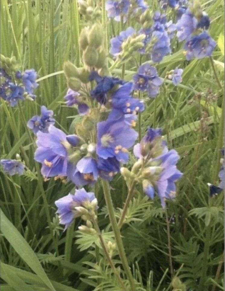 Jakobsleiter Polemonium caeruleum Staude blau BauernGarten  ab 4€ in Teltow