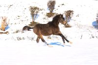 Reitpony-Jährlingshengst, prämiert, top Charakter, XL-Pony Nordrhein-Westfalen - Solingen Vorschau