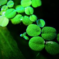 Salvinia/ Schwimmfarn, Wasserpflanzen für's Aquarium Sachsen - Mittweida Vorschau