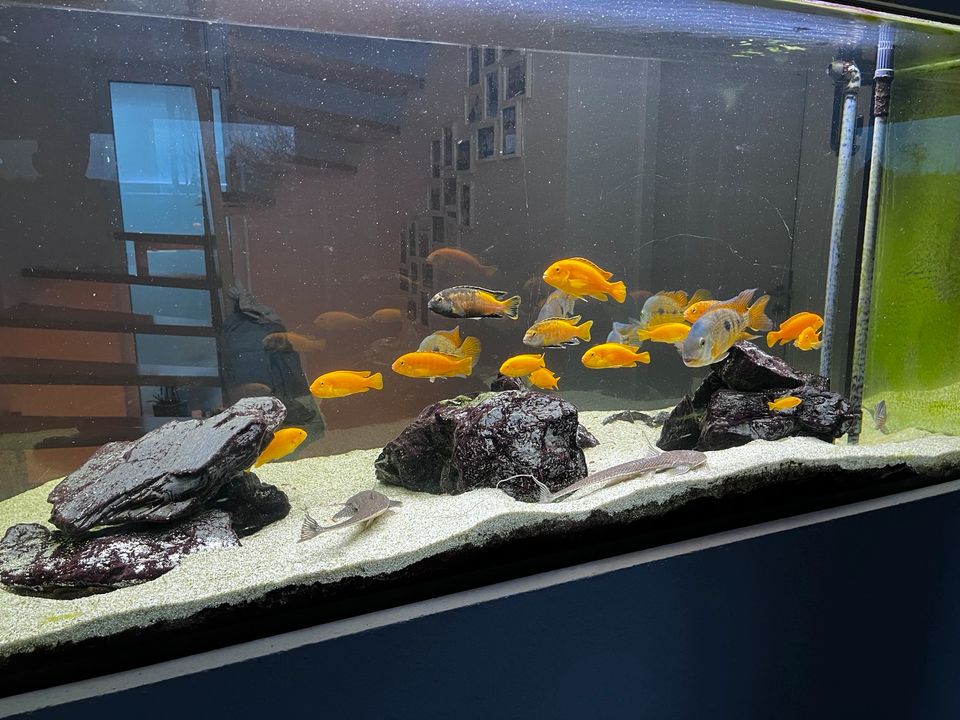 10 Gelbe Labidochromis "Yellow" Barsche in Untergruppenbach