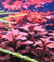 Ludwigia repens ‘rubin’ Niedersachsen - Lohne (Oldenburg) Vorschau