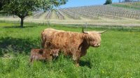 Hochlandrind Highland Cattle Kuh Baden-Württemberg - Vaihingen an der Enz Vorschau