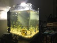 60 Liter Dennerle Aquarium - komplett Set - ohne Fische ! Friedrichshain-Kreuzberg - Kreuzberg Vorschau