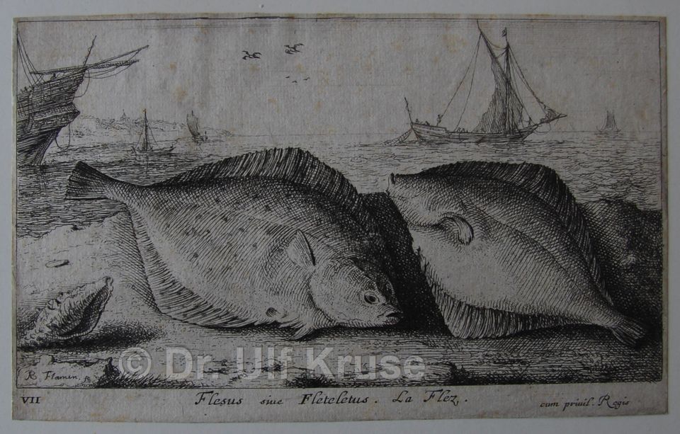 Albert Flamen Icones diversorum piscium tum maris tum amnium 1664 in Kiel