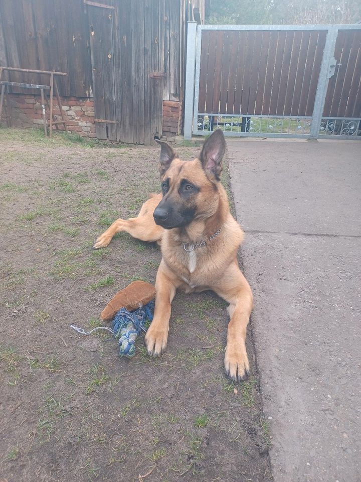 Malinois Carlo sucht neues Zuhause in Cottbus