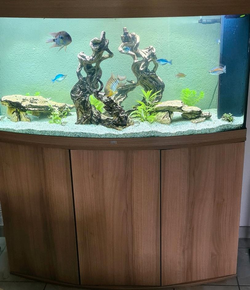 Aquarium Juwel Version 260 l in Solingen